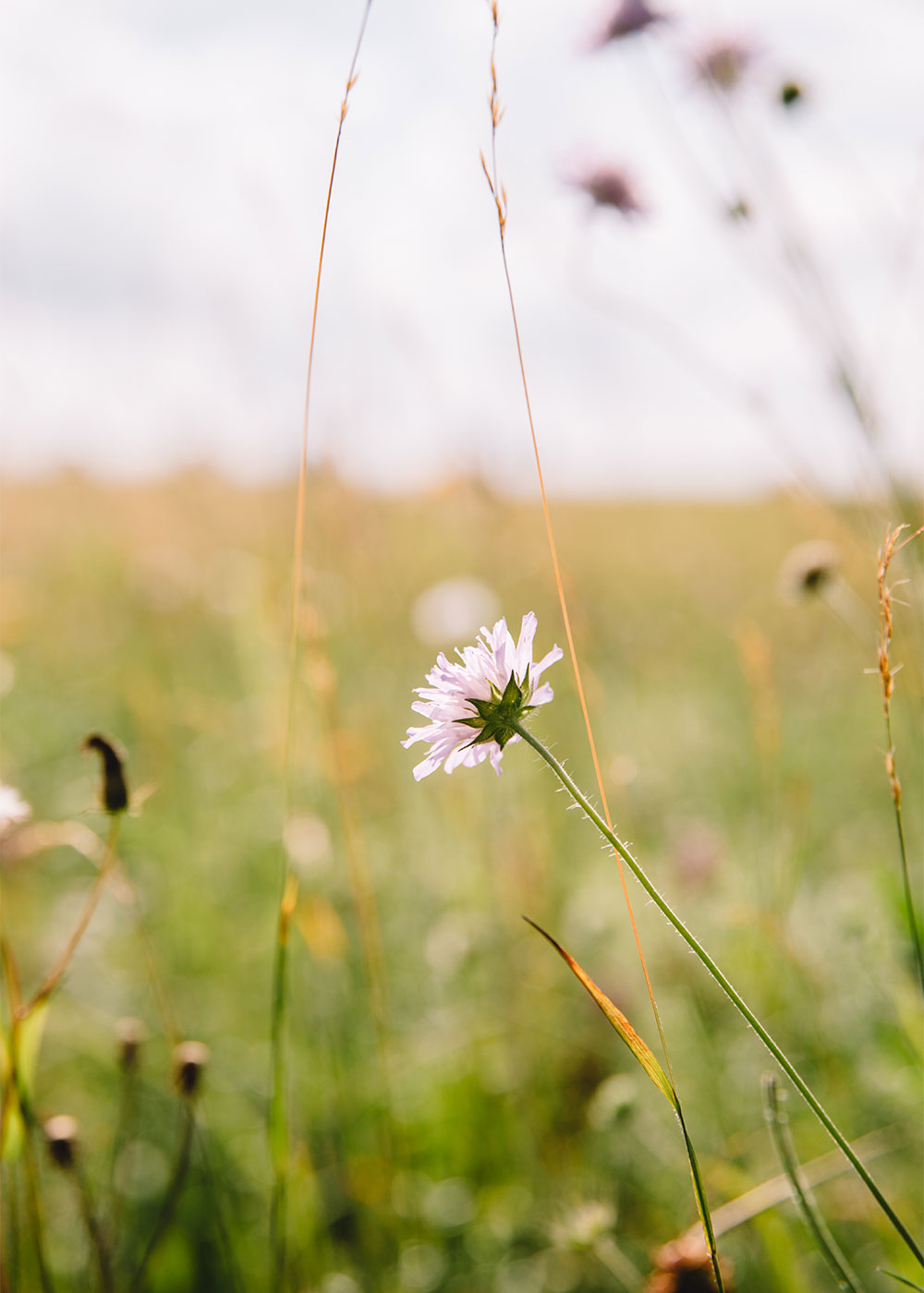 Springtime
