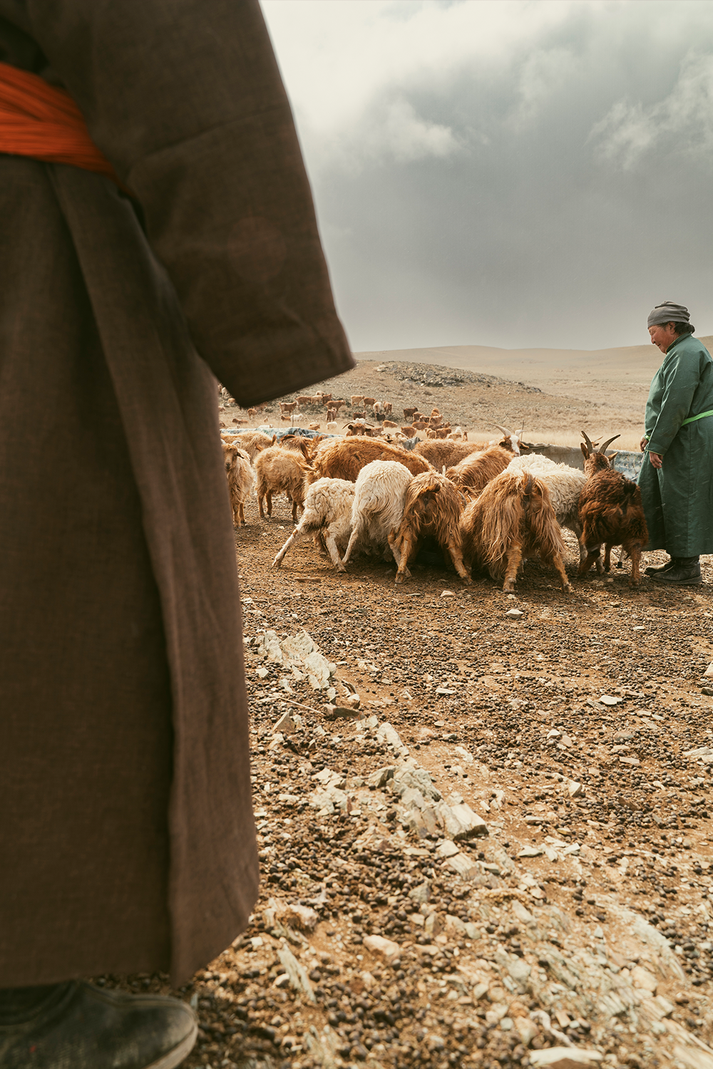 Cashmere goats with herder in a vast natural landscape – the origin of fine fibers and traditional herding.
