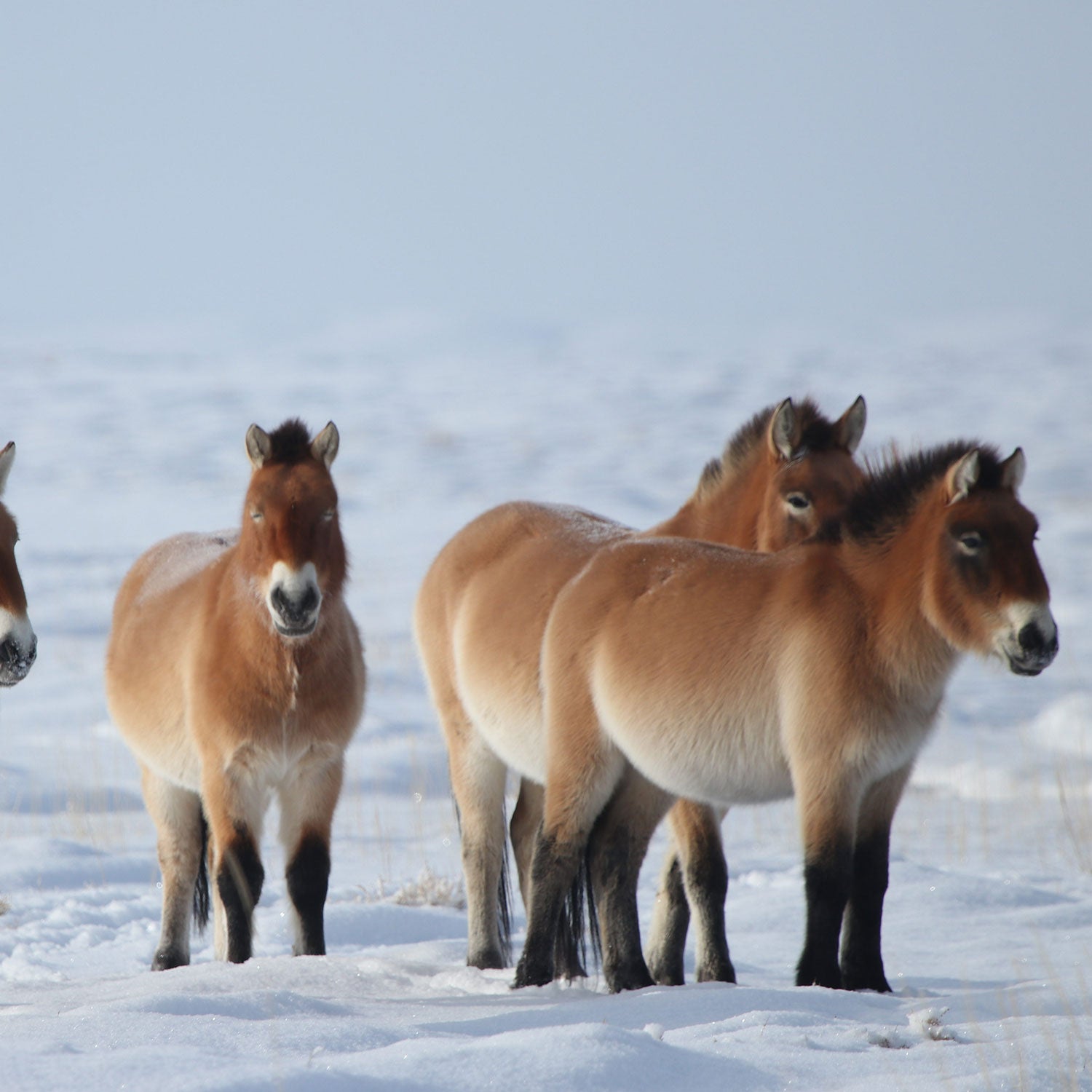 Wild horses standing in a snowy landscape – stillness, nature and quiet strength.